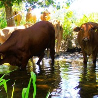 Cows enjoying the water